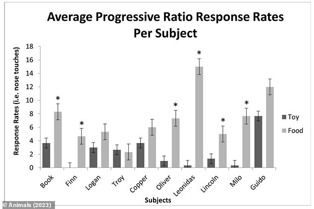 The team compared the favorite foods and favorite toys of ten dogs and found that the vast majority responded more strongly to the food