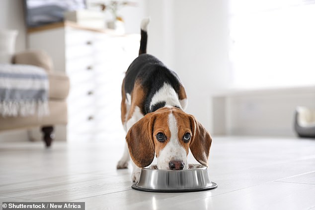 Whether it's a squeaky ball or a fluffy stuffed toy, many dogs have a favorite toy.  But a new study has found that these toys take a backseat to 90 percent of puppies – when food is involved (stock image)