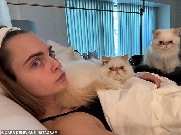 Adorable: Cara Delevingne urged fans to 'endorse' this as she shared saucy snaps of herself in bed with her cats - as well as a close-up of her cleavage on Instagram on Friday