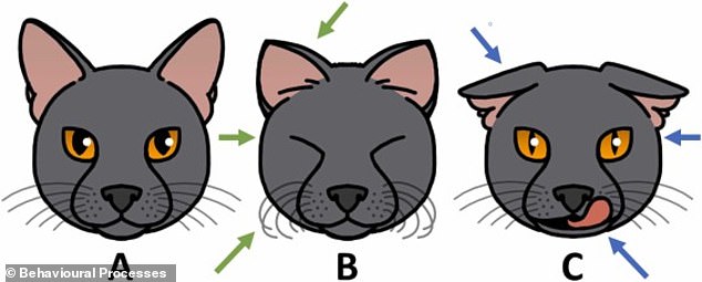 Pictured: Illustration of facial expressions most likely to appear in (b) friendly and (c) unfriendly contexts, along with a neutral face (a)