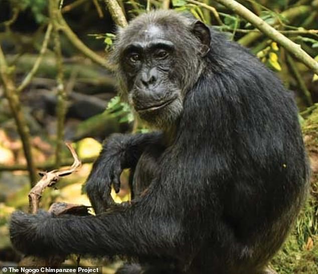 Discovery: A new study finds that chimpanzees are among a small group of species that go through menopause in the same way that humans do.