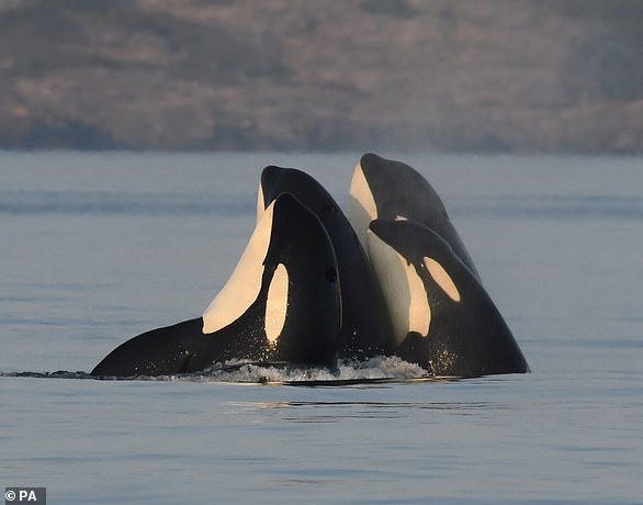 Along with humans, killer whales (pictured), short-finned pilot whales, beluga whales, and narwhals go through menopause