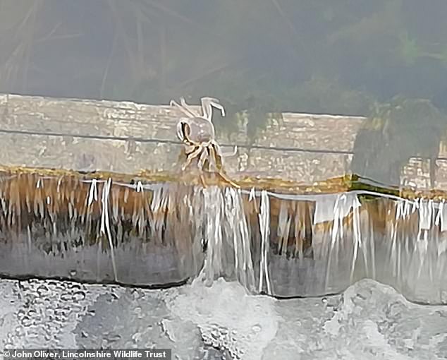 A mitten crab was photographed climbing over the dam at Pode Hole before the trap was installed