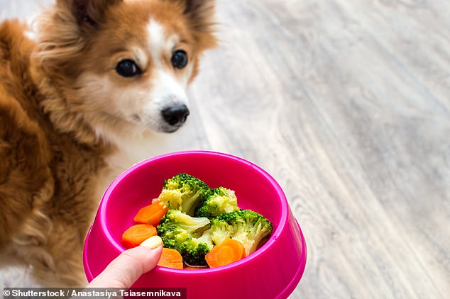 The call to restrict flying comes after environmentalists were criticized this week after suggesting dogs should become vegan (stock image)