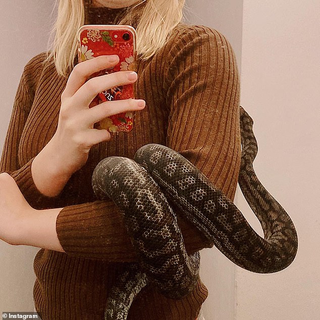 The woman posted on the Coogee and Randwick Local Loop community Facebook page on Wednesday, pleading for help finding her beloved 2.5 meter snakes - and even offering a reward (stock image)