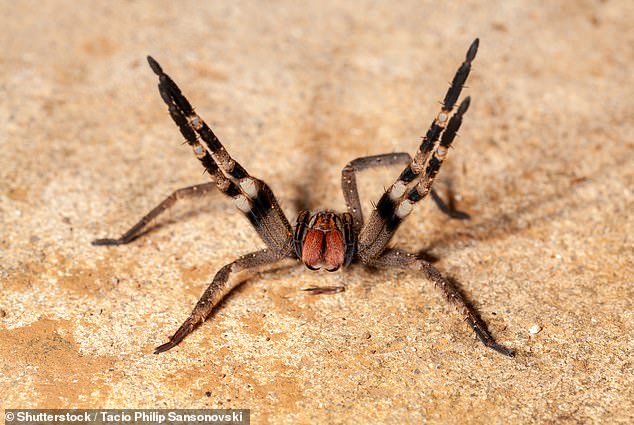 The Brazilian banana spider, also known as the 'armed spider', is one of the world's most venomous spiders.  Within 30 minutes, someone bitten by one of these spiders will experience blood pressure changes, fast or slow heart rate, nausea, abdominal pain, blurred vision, and convulsions