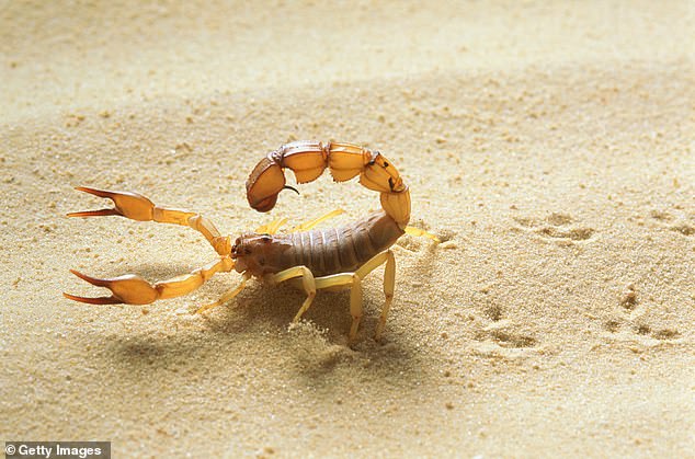 Researchers believe scorpion venom may help treat glioblastoma multiforme (GBM), which has a survival rate of only 6.9 percent