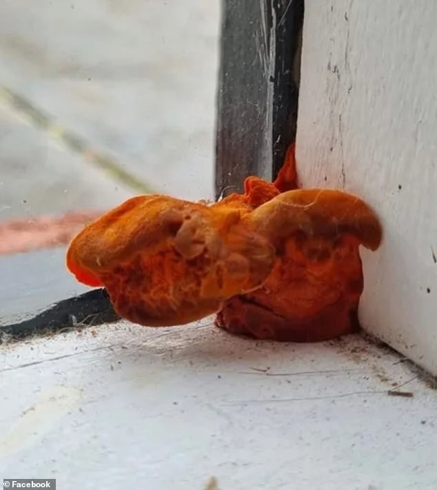 An Australian tenant was 'frightened' after seeing a strange orange object (pictured) growing inside her rental home