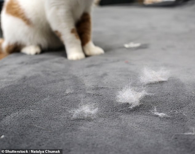 A criminal cat owner could theoretically be located at a crime scene using cat hair pulled from his clothes (archive photo)