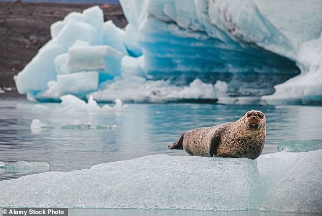 Above is a harbor seal in the Jökulsárlón glacial lake, a place 