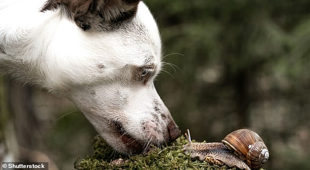 Pet owners in the southern US are aware of infected apple snails.  When your dog sniffs through brush, drinks from puddles, eats grass, or even just sniffs around outside, he is at risk of becoming infected with the rat lungworm that apple snails can carry.