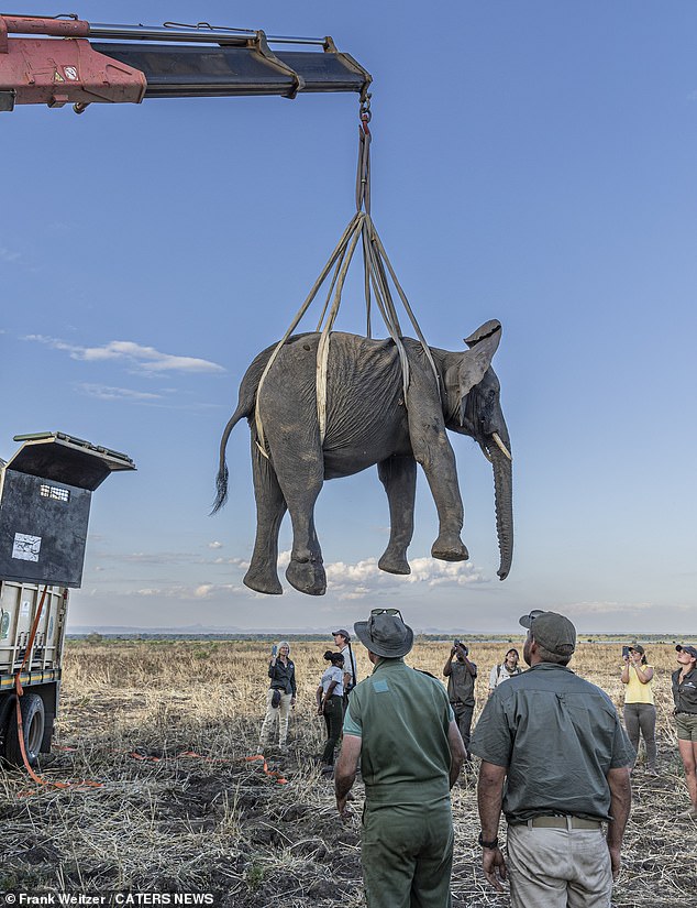 The majestic animals were stunned before being lifted with a giant hoist