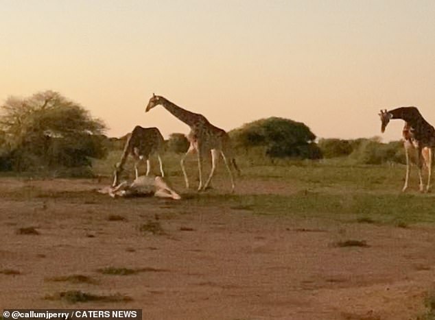 Photographer Callum Perry, 28, from Britain, who is currently traveling in South Africa, captured this rare moment in the Marataba Contractual National Park