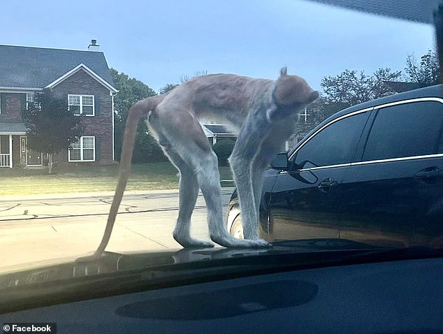 Neighbors share their sightings of the escape artist on social media.  One user posted a video of Momo jumping on her car