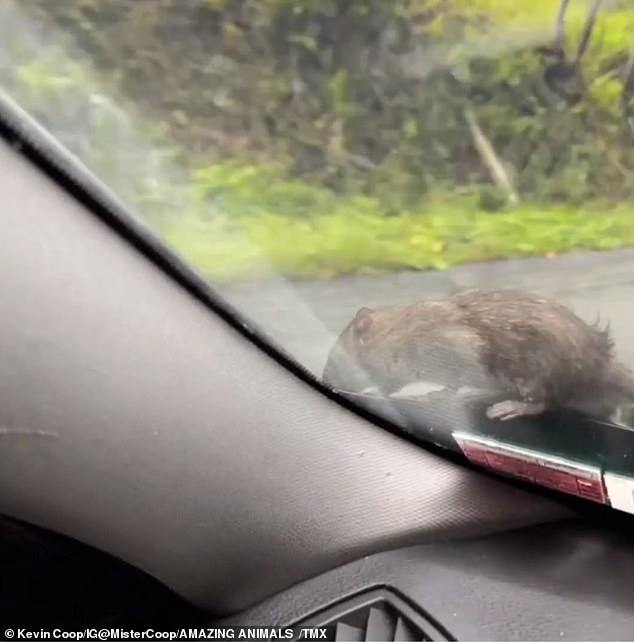 The rat hitched a ride from the busy streets of Brooklyn to upstate New York in a man's BMW car