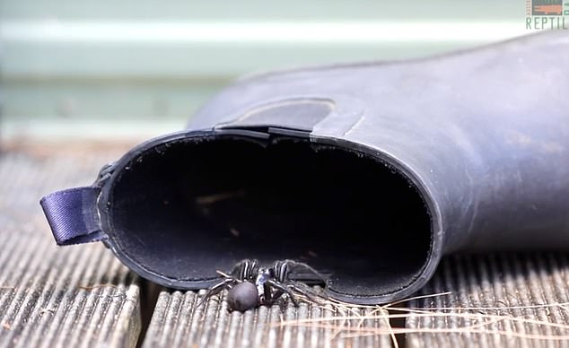 In the coming weeks, male funnel webs will appear in homes, backyards and even in shoes (pictured) as they leave their dens to look for a mate