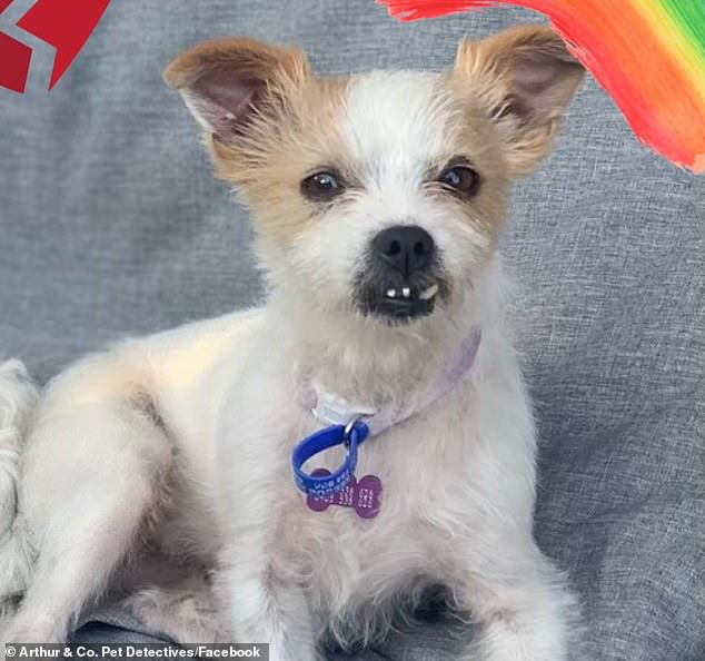 A family has been left heartbroken after discovering their beloved dog was hit by a train and then dumped in a shallow grave next to the tracks.