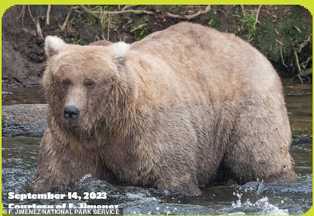 Fat Bear Week Winner 128 Grazer (pictured) is a large adult female with a long straight muzzle and blonde ears