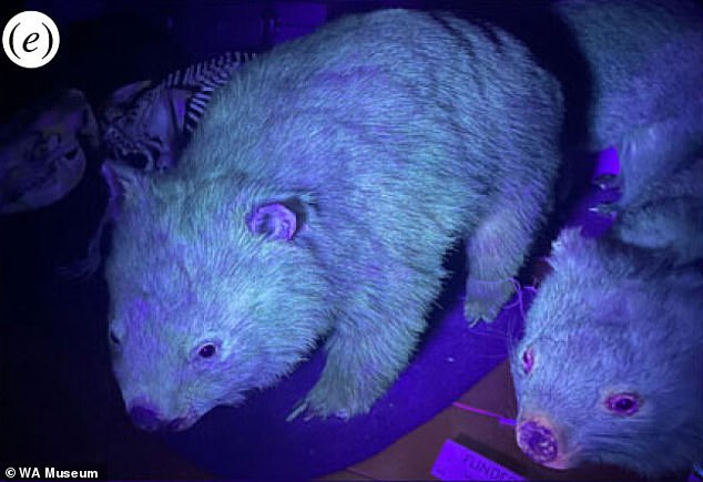 Preserved wombats glowing under UV light (photo).  Those that are alive or newly dead may even still be fluorescent