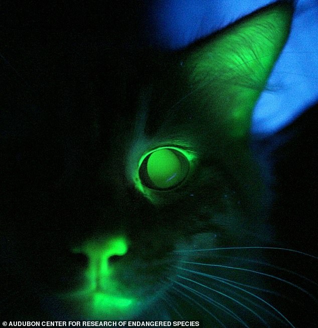 Fluorescence is widespread in mammals, including the domestic cat species (Felis catus), report experts at Curtin University in Perth, Australia (file photo)