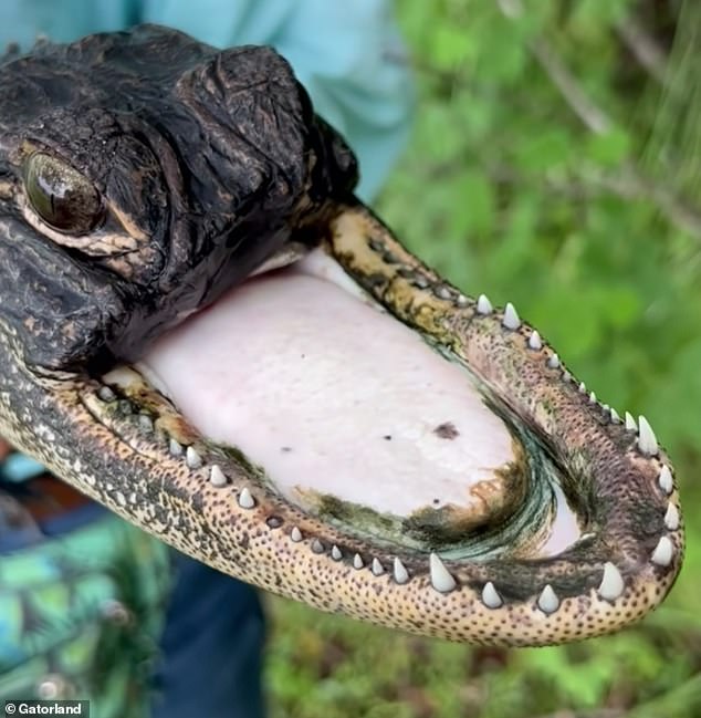 The exact cause of the alligator's injury remains unclear, but wildlife experts suspect it occurred after the animal became entangled in a hunting trap