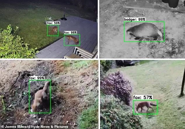 An IT expert has trained artificial intelligence (AI) software so it can identify foxes and badgers in live streams from his Ring smart camera.