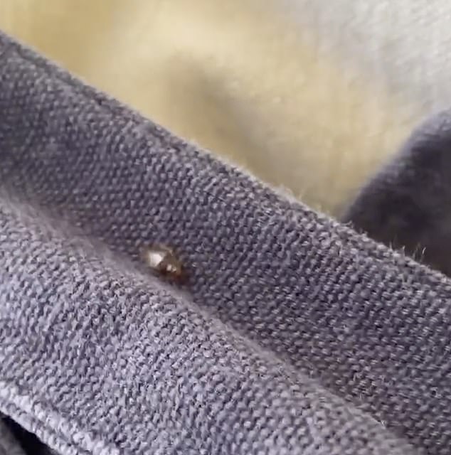 Bed bugs get their name from their habit of burrowing into mattresses, although they can also hide in clothing and luggage