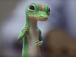 GEICO lays off 2000 workers and orders the rest to