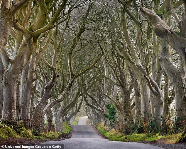 Damage: A group of beech trees made famous in the hit TV series Game of Thrones will have to be cut down because they have become dangerously unstable, safety experts say.