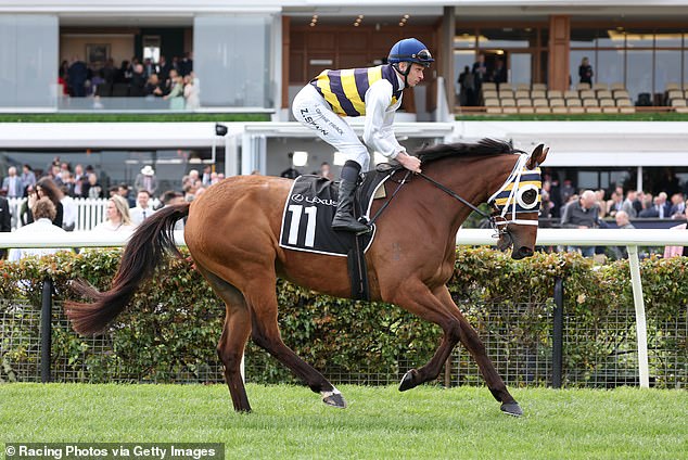 Irish stayer Amade won the Group 3 Geelong Cup over 2400 meters with a shock result on Wednesday