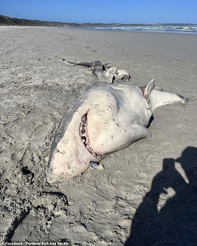 The body of the great white shark (pictured) was found by locals on Bridgewater beach on Tuesday