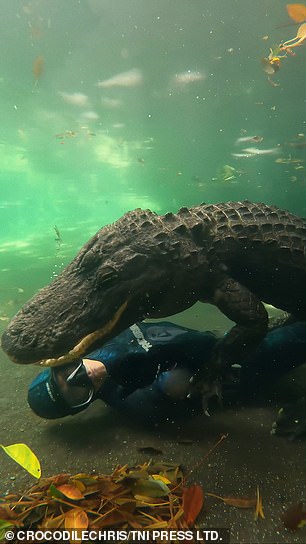 The stunning footage shows 'Crocodile Chris' playing with Casper as part of the Underwater Gator Tour at the Everglades Outpost in Homestead, Florida