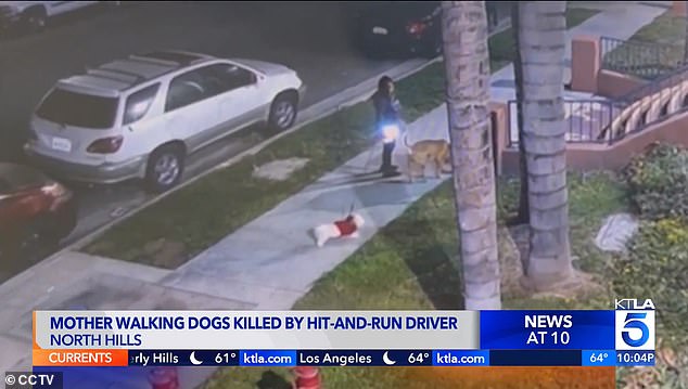 CCTV footage showed Sanchez walking her dogs Rocky and Charlie early Monday morning, just before she was struck and killed at a crosswalk in North Hills