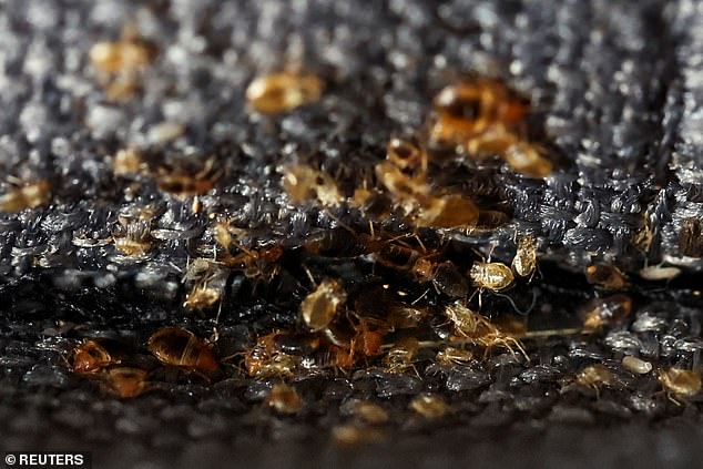 The French government launched a concerted effort to combat bed bugs after videos circulated online showing the insects invading the country's capital.