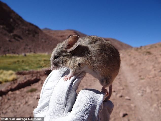 Scientists were in for a surprise after discovering the mummified remains of 13 mice in a most unexpected place - the 20,000-foot peaks of Andean volcanoes.