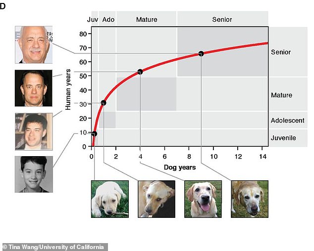 How can we work out a dog's 'true age'?  MailOnline looks at ¿ including how a biological calculator is just one of the alternatives to the 7:1 year ratio.  A new formula has been created by researchers at the University of California (pictured) and is based on the rate at which molecules are added to DNA as we age