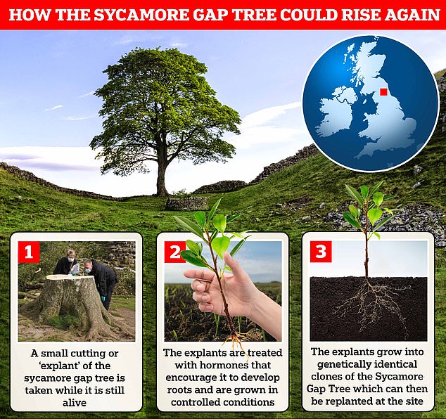 Through a technique called clonal propagation, it may be possible to preserve the Sycamore Gap Tree, allowing it to live into the distant future.