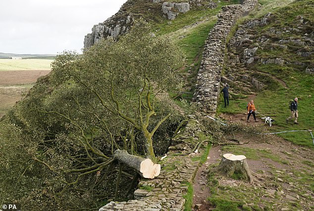 How the Sycamore Gap Tree Can Grow Again Scientists claim