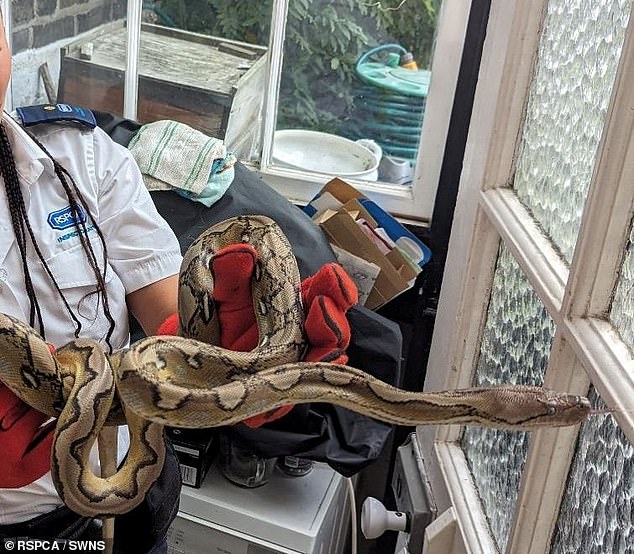 The reticulated python was perched on top of the boiler at the property in Tooting, South London