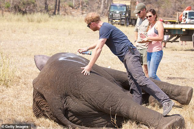 The Duke of Sussex has been appointed to the African Parks Board of Directors after six years as president (pictured of him working with the organization on an elephant translocation project in 2016)