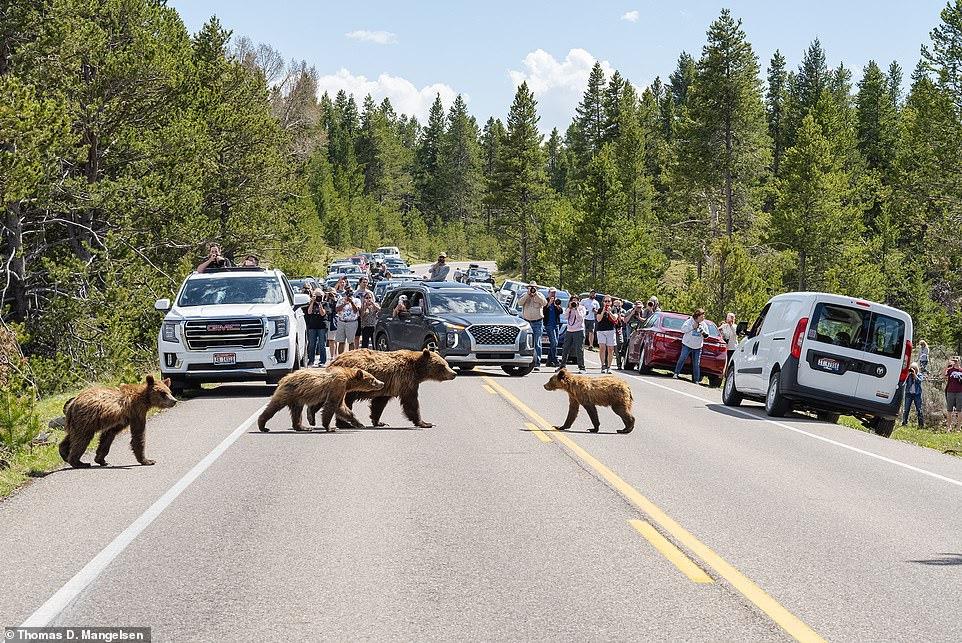 Mother Grizzly 399 and her cubs are considered the world's most famous grizzly bear family, living around Yellowstone and Grand Teton National Parks in Wyoming.  MailOnline Travel spoke to Thomas D Mangelsen, the award-winning photographer who helped tell the family's incredible story through his photographs.  He has been following the family for 17 years and shares some of his most striking grizzly portraits in the new photo book Grizzly 399: The World's Most Famous Mother Bear.  Above - Mangelsen catches a 'bear jam' shaped like Grizzly 399 and her cubs crossing a path