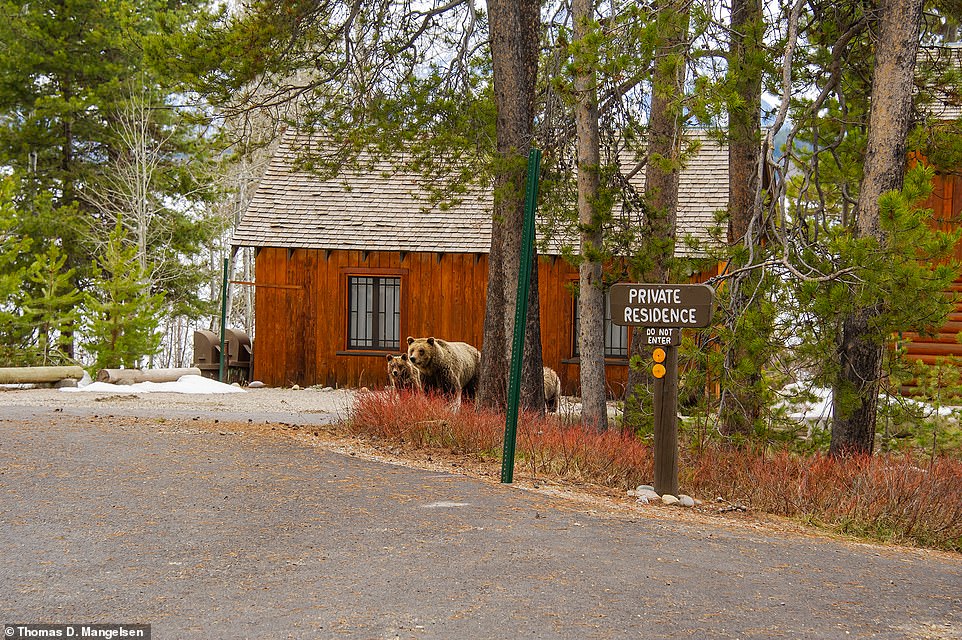 In this image, 'Grizzly 610 (one of 399 adult cubs) and her three cubs pass the historic Brinkerhoff Lodge, on the shores of Jackson Lake, where famous visitors such as John F Kennedy have stayed', the book reveals