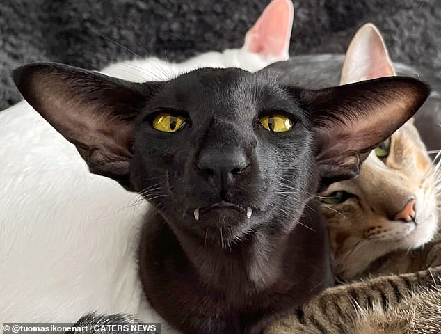 The five-year-old Oriental Shorthair Toivo can scare his housemates with his jet black coat and piercing golden eyes