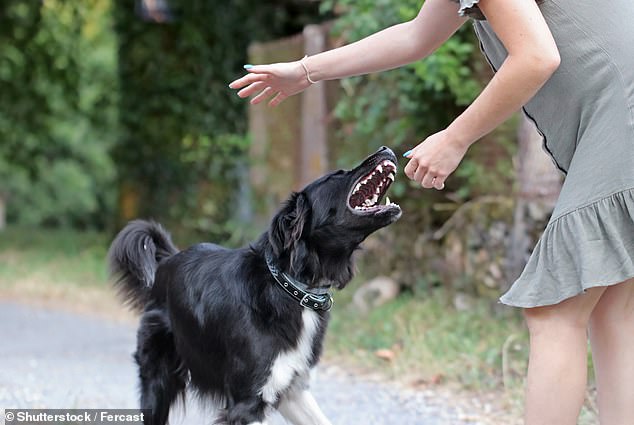 The anonymous British woman took to parenting forum Mumsnet to explain the delicate situation;  her Border Collie has been terrorizing her family of four for two years.  (stock image)