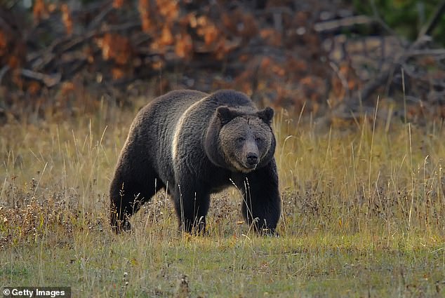 The elk hunter was making his way through heavy timber near Henrys Lake State Park when a large female grizzly emerged from the brush a short distance away ( Stock Image)