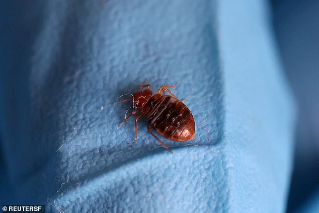 Bed bugs are not disease carriers, but if you are bitten by a bed bug, it will leave itchy red welts on the skin, similar to poison ivy