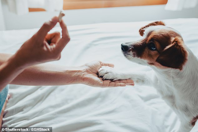 Dr.  Chris said to observe which paw your pet uses to play to reach things and added moss police and seeing eye dogs and lefties (stock image)