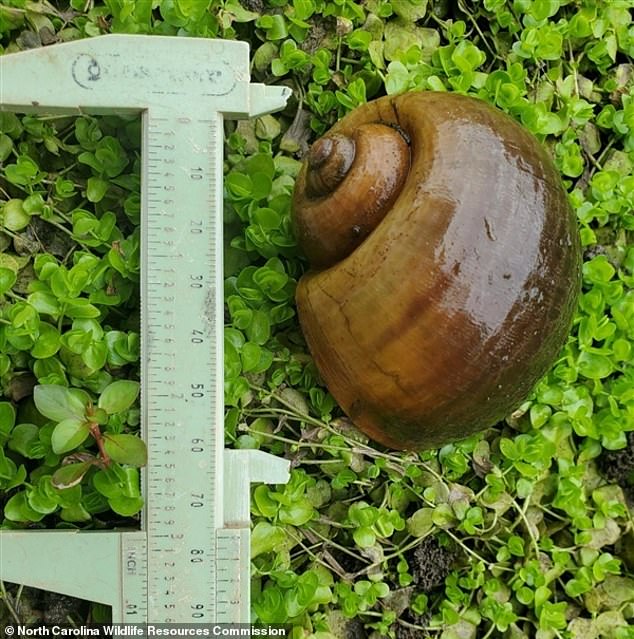 North Carolina wildlife officials warned residents Monday that an invasive snail species — which can be deadly to humans and devastating to river life — has been positively identified along the state's Lumber River.  The apple snail is known to carry rat lungworm, which can kill humans