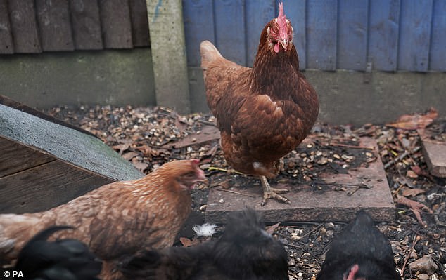 An ongoing outbreak of bird flu in the UK - caused by the H5N1 strain - has left up to one million birds infected with the virus