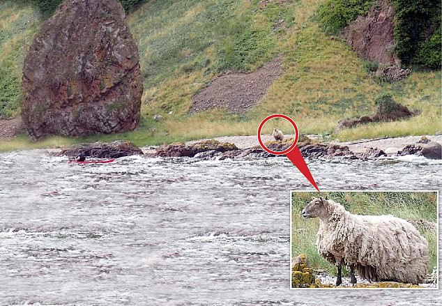 The circled sheep looks around in hope of rescue and shows off its impressive long coat above